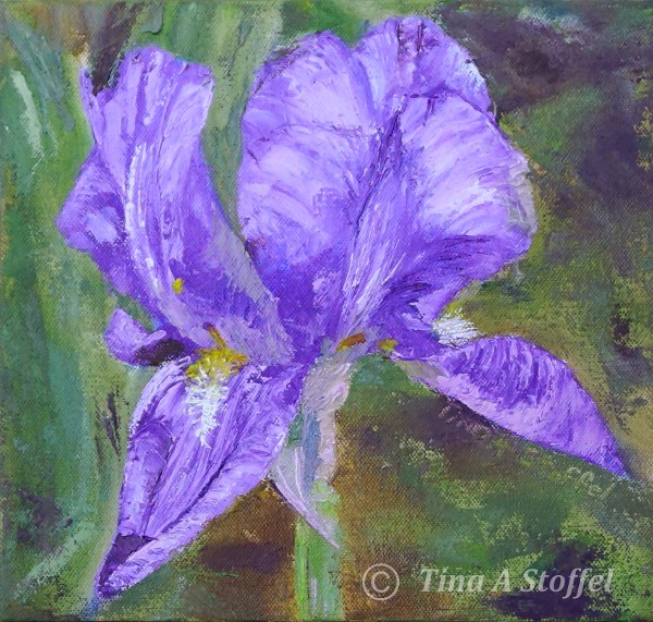 Iris Bloom - Tinas Fine Arts